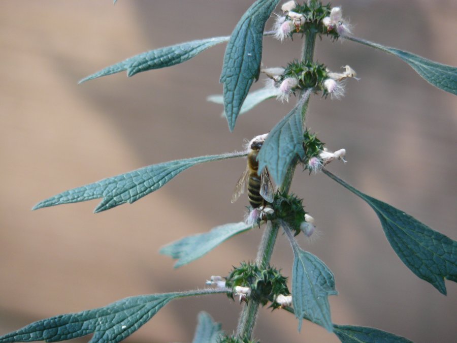 "Пчелка Майя"